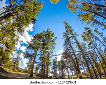 Trees View Of A Go Pro Prague Lake Rocky Mountains Colorado