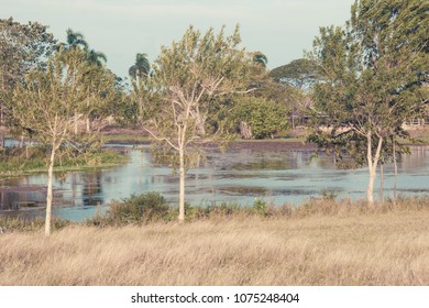 trees view, and skyies 