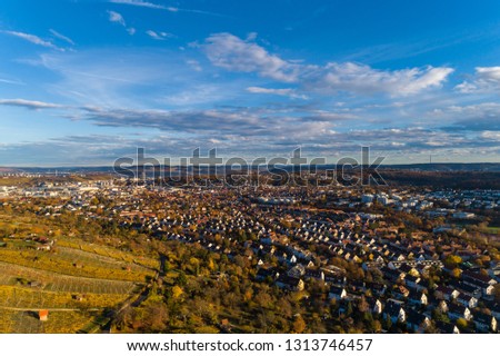 trees and vinyards in autumn
