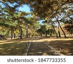 Trees and a walking path