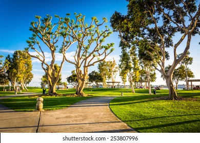 Trees And Walkways At The Embarcadero Marina Park North In San Diego, California.