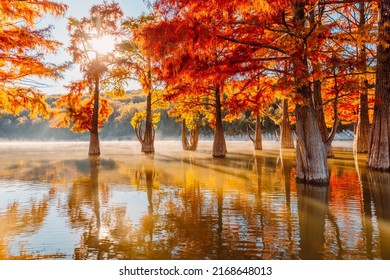 Trees in water with red needles in Florida. Swamp cypresses on lake with reflection. - Powered by Shutterstock