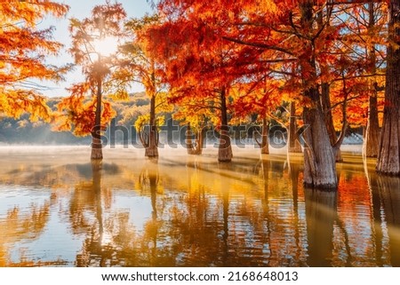 Trees in water with red needles in Florida. Swamp cypresses on lake with reflection.