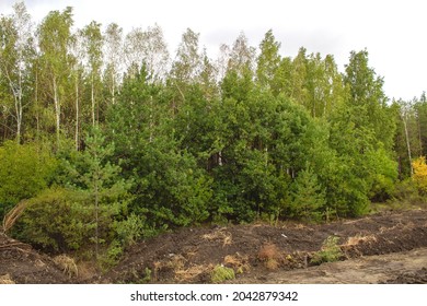 trees for the whole background