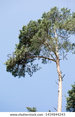 Similar – Baum hinter einem Sonnensegel