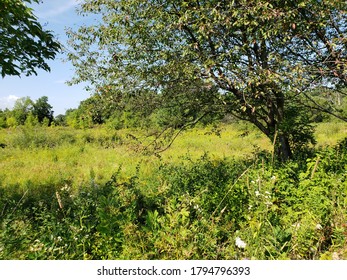 Trees And Wildflowers Bordering A Field At Finger Lakes National Forest  