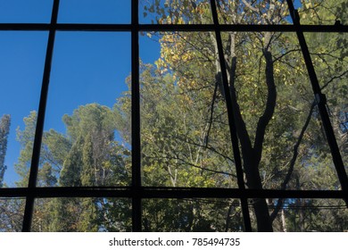 trees from a window