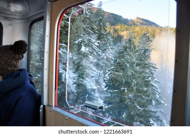 Trees from the window of the cable car