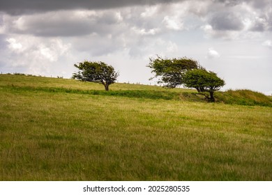 Trees in a windy place on a cloudy summer day, south Downs, England