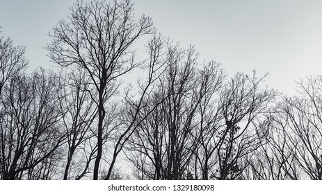 Trees in winter