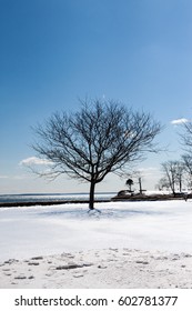 trees in winter