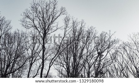 Trees in winter