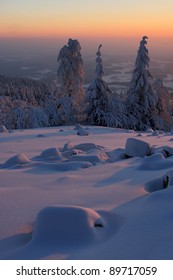 trees in the winter before sunset