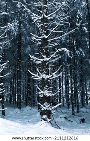 Similar – Silence in the winter forest