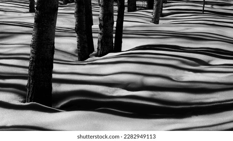 trees winter shadow cold snow
