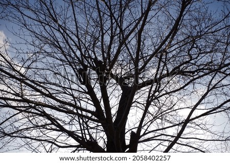 Similar – Image, Stock Photo Tree crown with ivy