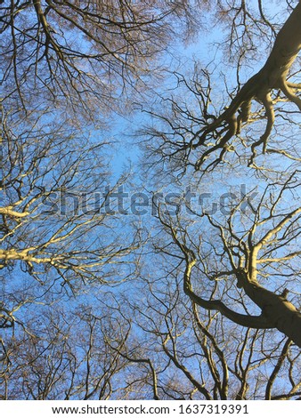 Trees in winterseason with sparks of sunlight and a crispy blue sky.