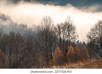 Trees without foliage in autumn. Trees in the clouds. Contour lighting of trees in the mountains. Fog and trees in autumn - Shutterstock ID 2277326743