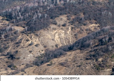 Trees without leaves