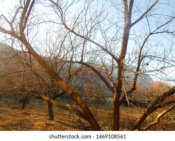 Trees without leaves under the shade of gray sky. Beautiful view of the garden in front of the house. - Powered by Shutterstock