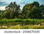  Trees in woodlands , forest beauty . Green leafs , summer morning , green grass  sunlights on field , beautiful landscape . Summer sunrise in forest  woodlands .Trees covered by grass .Clouds