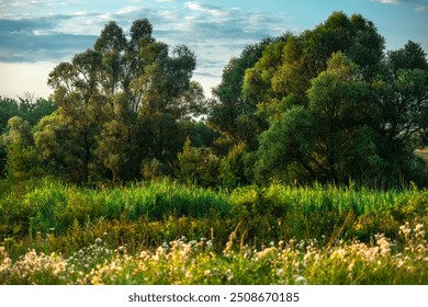  Trees in woodlands , forest beauty . Green leafs , summer morning , green grass  sunlights on field , beautiful landscape . Summer sunrise in forest  woodlands .Trees covered by grass .Clouds - Powered by Shutterstock