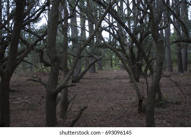 Trees in the Woods