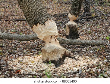 Trees in woods gnawed by beavers