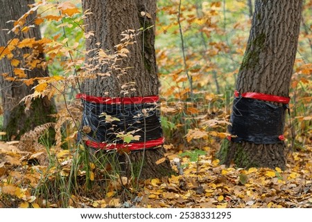 Trees wrapped in protective black and red plastic sheeting to prevent beaver damage in an autumn forest. Wildlife management, forestry protection and preservation of natural resources