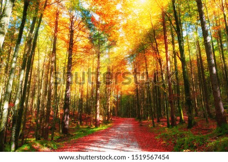 Image, Stock Photo Sunlight on the forest path