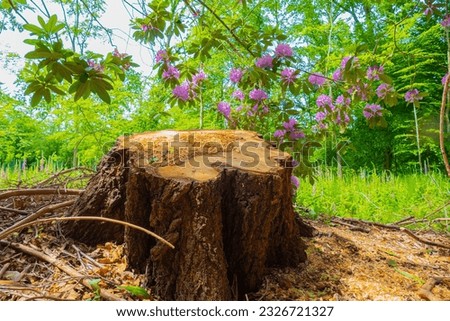 Treestump in garden with flowers in the background