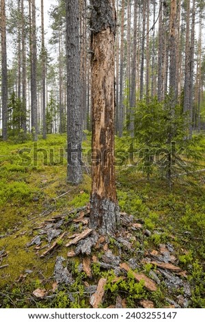 Treestump stripped and damaged by a bear or deer. Tillikkajärvi nationalpark in Finland