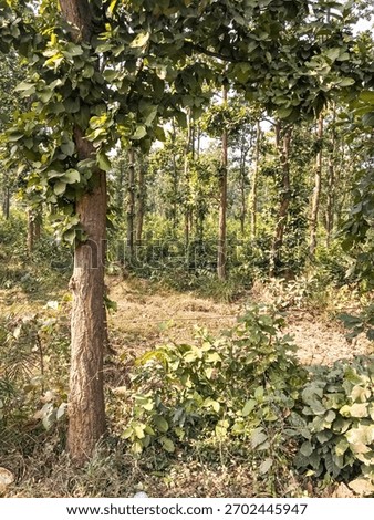 A treet in the dense forest