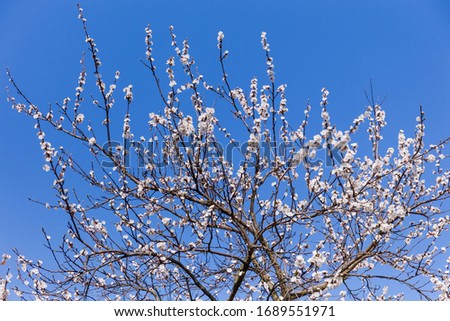 Treetop of the old apricot tree with flowers on a background of clear sky   

