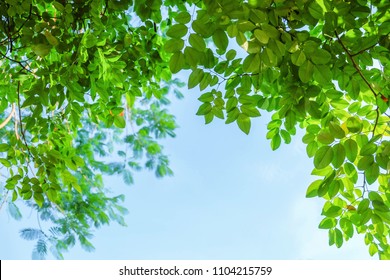 75,248 Sky through leaves Images, Stock Photos & Vectors | Shutterstock