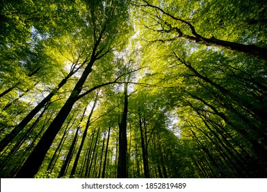 Treetops de habas (fagus) y robles (quercus) en un bosque alemán compacto cerca de Göttingen en un brillante día de verano con follaje verde fresco, troncos fuertes y árboles vistos desde abajo en perspectiva de rana