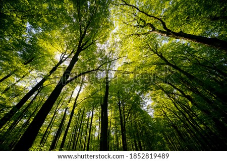 Treetops of beech (fagus) and oak (quercus) trees in a compact german forest near Göttingen on a bright summer day with fresh green foliage, strong trunks and boles seen from below in frog perspective