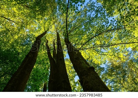 Similar – Image, Stock Photo Frog perspective | View into the bare treetops in the forest.