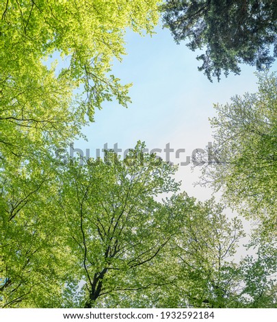 Treetops of beech trees in springtime in the forest; view from the forest floor upwards.