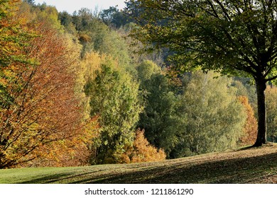 Treetops With Colorful Autumn Foliage, Looking Like Clouds. In The Foreground On A Hill, One Single Tree With Trunk And Green Leaves. No Persons. Tranquil Colorful Scene.