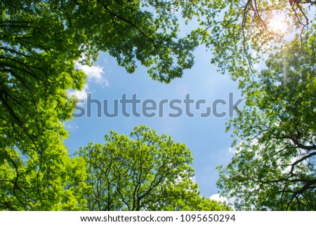 Treetops framing the sunny blue sky