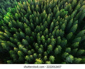 Treetops in the green taiga.Photo of Christmas trees top view. A remote forest.