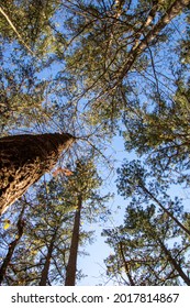 Treetops In The NJ Pine Barrens In Early Summer