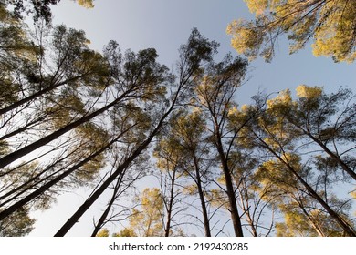 Treetops. Pine Grove In Mediterranean Climate.