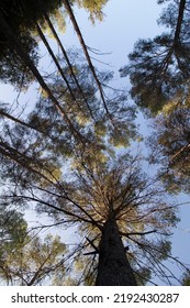 Treetops. Pine Grove In Mediterranean Climate.