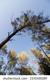 Treetops. Pine Grove In Mediterranean Climate.