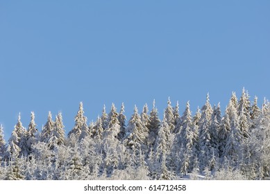 Treetops spruce pine evergreen covered snow frost winter blue sky wood forest