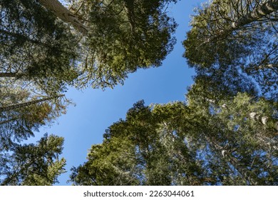 Treetops in Yosemite NP, Califronia, USA