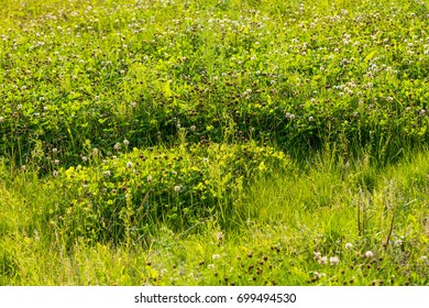 Trefoil