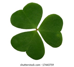 trefoil closeup isolated - Shutterstock ID 17443759